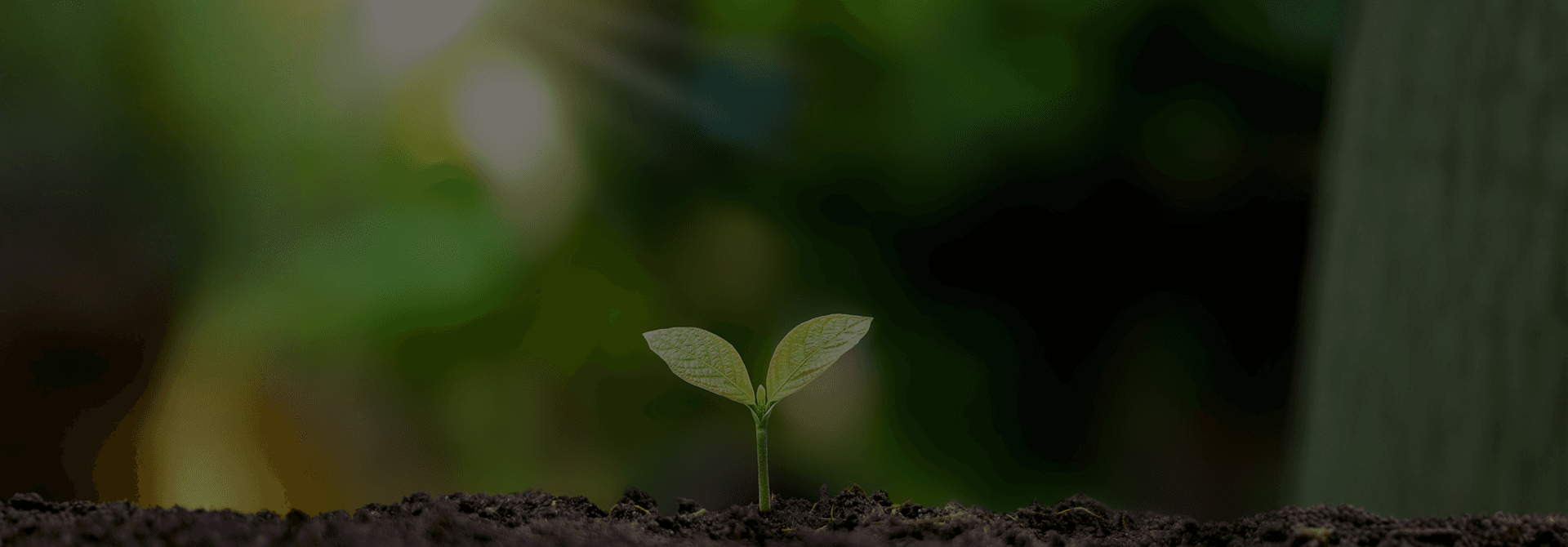 Corporate Social Responsibility
